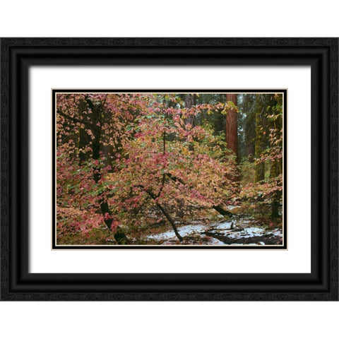 Dogwoods and Sequoia Black Ornate Wood Framed Art Print with Double Matting by Thomas, Alain