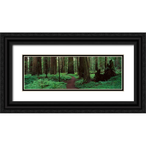 Redwoods Path Black Ornate Wood Framed Art Print with Double Matting by Thomas, Alain