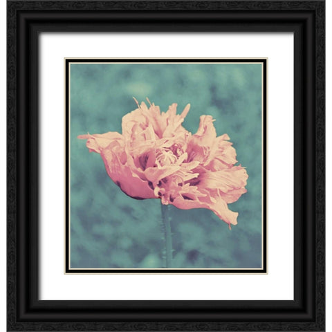 Beautiful Pink Black Ornate Wood Framed Art Print with Double Matting by Peck, Gail