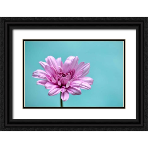 Surrounded in Blue Black Ornate Wood Framed Art Print with Double Matting by Peck, Gail