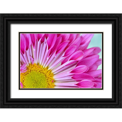Fuschia Bloom Black Ornate Wood Framed Art Print with Double Matting by Peck, Gail