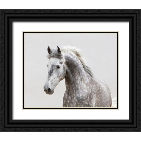 Grey Meadow Horse Black Ornate Wood Framed Art Print with Double Matting by Walker, Carol