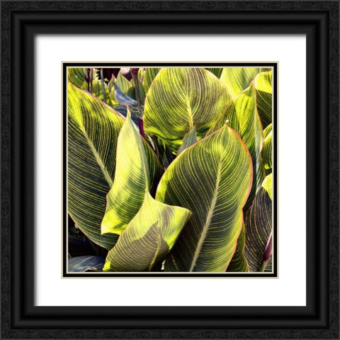 Plant Exploration II Black Ornate Wood Framed Art Print with Double Matting by Navas, Emily