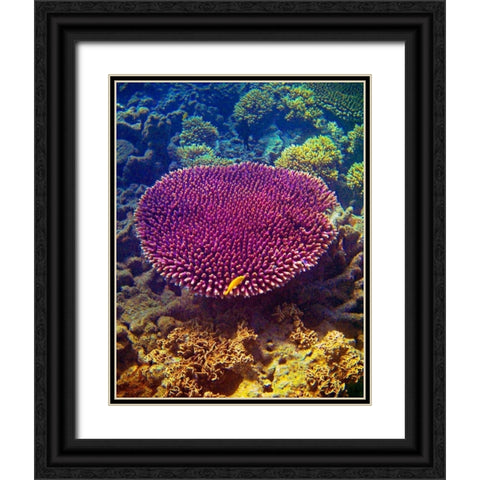 Barrier Reef Coral II Black Ornate Wood Framed Art Print with Double Matting by Mansfield, Kathy