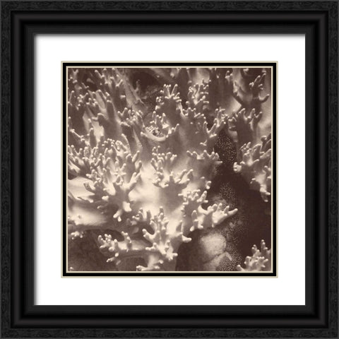 Sepia Barrier Reef Coral I Black Ornate Wood Framed Art Print with Double Matting by Mansfield, Kathy