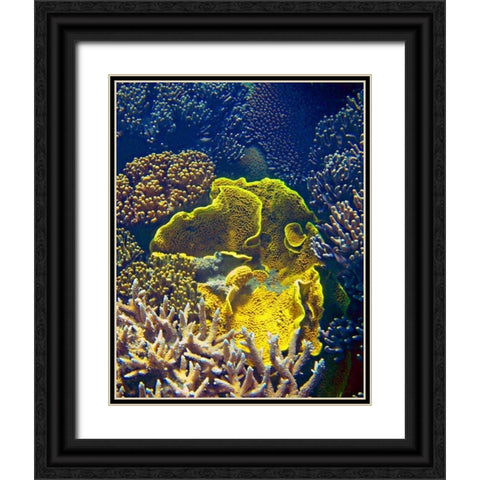 Barrier Reef Coral III Black Ornate Wood Framed Art Print with Double Matting by Mansfield, Kathy
