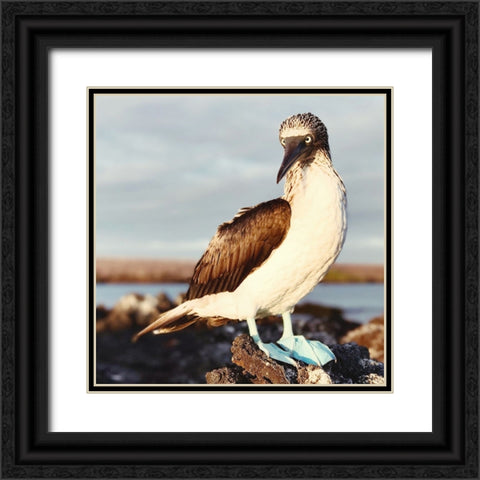 Blue Footed Booby Black Ornate Wood Framed Art Print with Double Matting by Coppel, Anna