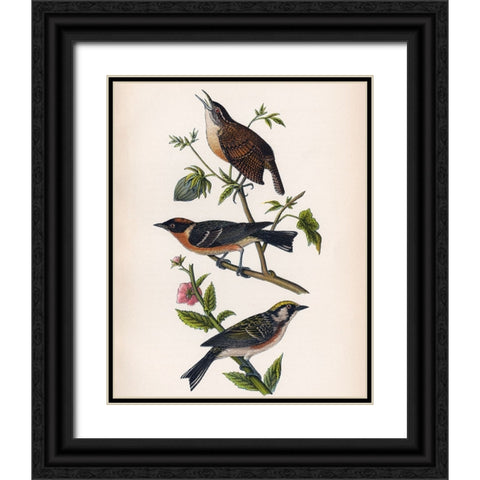 Bird Branch Black Ornate Wood Framed Art Print with Double Matting by Piddix