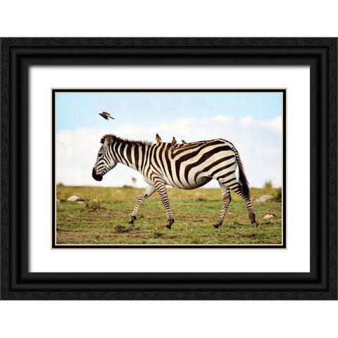 Zebra Ride Black Ornate Wood Framed Art Print with Double Matting by Walker, Carol