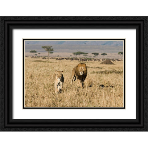 The Lion Chase Black Ornate Wood Framed Art Print with Double Matting by Walker, Carol