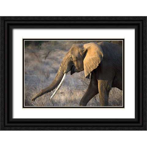 Gazing Elephant Black Ornate Wood Framed Art Print with Double Matting by Walker, Carol