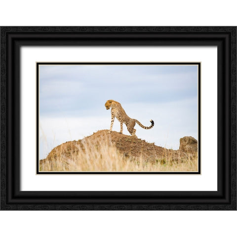 Prideful Cheetah Black Ornate Wood Framed Art Print with Double Matting by Walker, Carol
