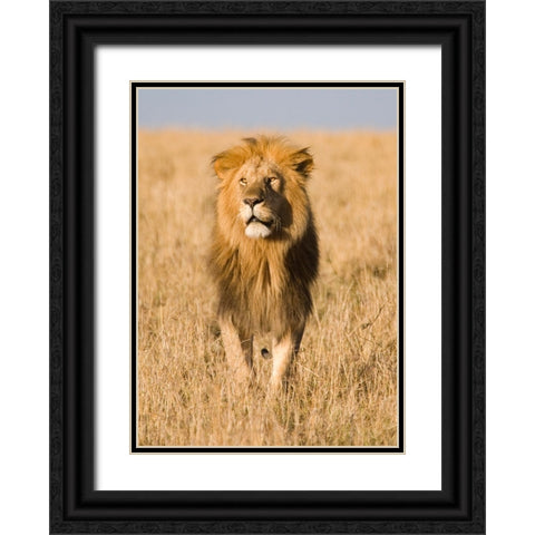 King of The Pride Black Ornate Wood Framed Art Print with Double Matting by Walker, Carol