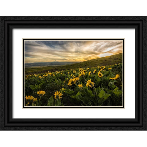 Sunflower Field Black Ornate Wood Framed Art Print with Double Matting by Amos, Andy