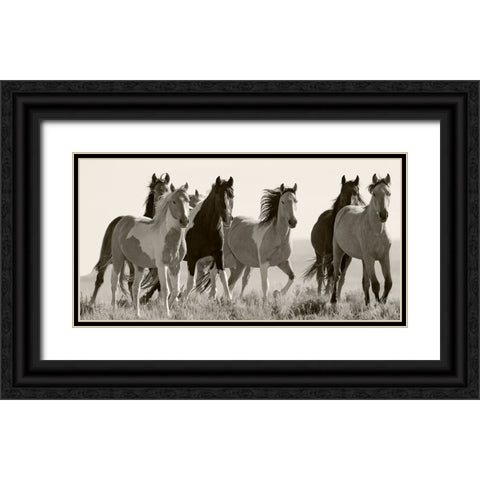 Black And White Horses in the Wild Black Ornate Wood Framed Art Print with Double Matting by Walker, Carol