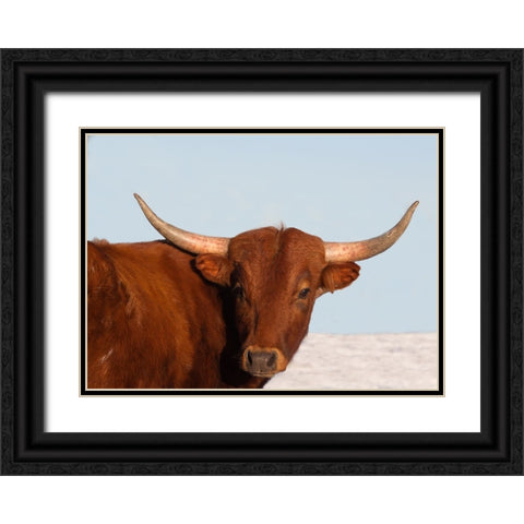 Steer Black Ornate Wood Framed Art Print with Double Matting by Walker, Carol