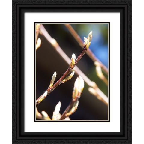 Into Nature I Black Ornate Wood Framed Art Print with Double Matting by Hyler, JB
