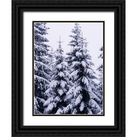 Snowy Evergreen Black Ornate Wood Framed Art Print with Double Matting by Hyler, JB
