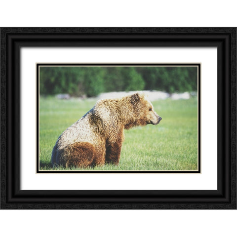 Gazing Bear Black Ornate Wood Framed Art Print with Double Matting by Walker, Carol