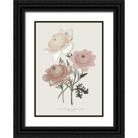 Anemone Coronaria I Black Ornate Wood Framed Art Print with Double Matting by Piddix