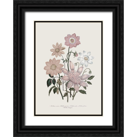 Anemone Coronaria II Black Ornate Wood Framed Art Print with Double Matting by Piddix