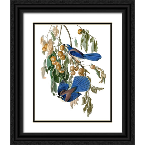 Florida Blue Jay Black Ornate Wood Framed Art Print with Double Matting by Piddix