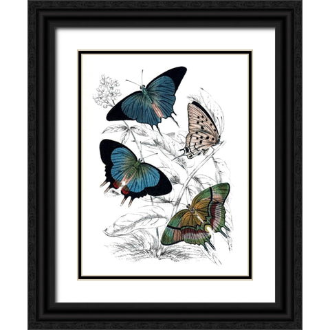 Butterfly Study I Black Ornate Wood Framed Art Print with Double Matting by Piddix