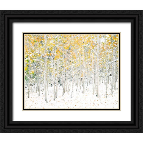 Quaking Aspens Black Ornate Wood Framed Art Print with Double Matting by Lake, Shelley