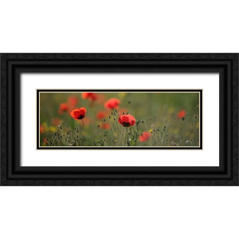 Soft Petals Black Ornate Wood Framed Art Print with Double Matting by Lake, Shelley