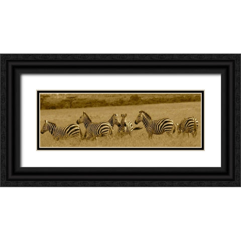 Zebras Black Ornate Wood Framed Art Print with Double Matting by Farnsworth, Sarah