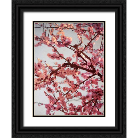 Cherry Blossoms II Black Ornate Wood Framed Art Print with Double Matting by Bryant, Susan