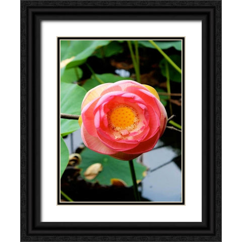 Red Lotus II Black Ornate Wood Framed Art Print with Double Matting by Rodriguez, Jairo
