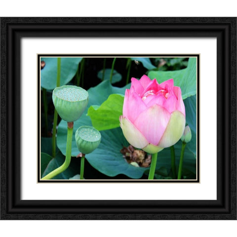 Purple Lotus I Black Ornate Wood Framed Art Print with Double Matting by Rodriguez, Jairo