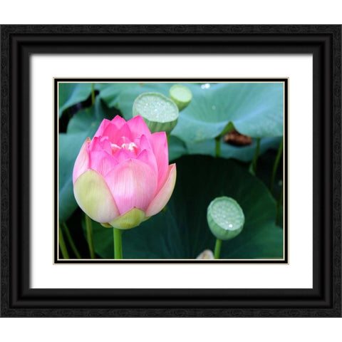 Purple Lotus II Black Ornate Wood Framed Art Print with Double Matting by Rodriguez, Jairo