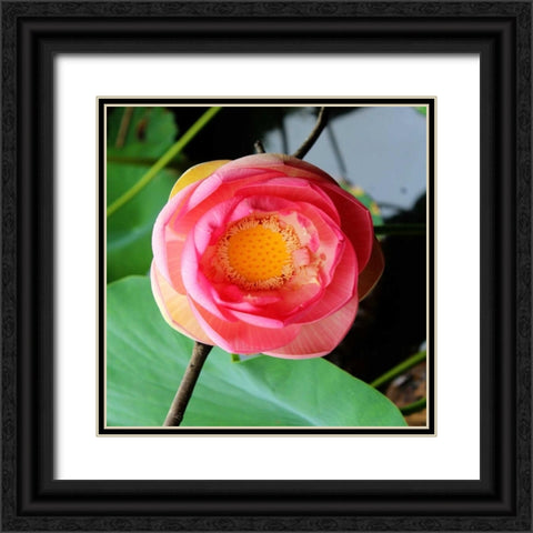 Red Lotus II Black Ornate Wood Framed Art Print with Double Matting by Rodriguez, Jairo