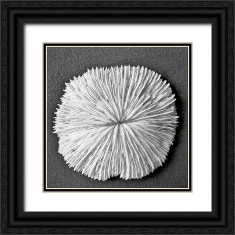 Sun Dollar I Black Ornate Wood Framed Art Print with Double Matting by Rodriguez, Jairo