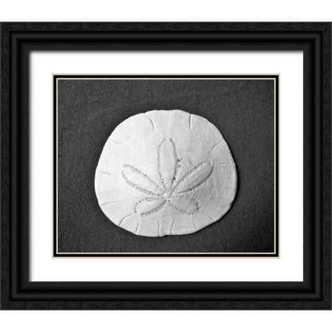 Sand Dollar II Black Ornate Wood Framed Art Print with Double Matting by Rodriguez, Jairo