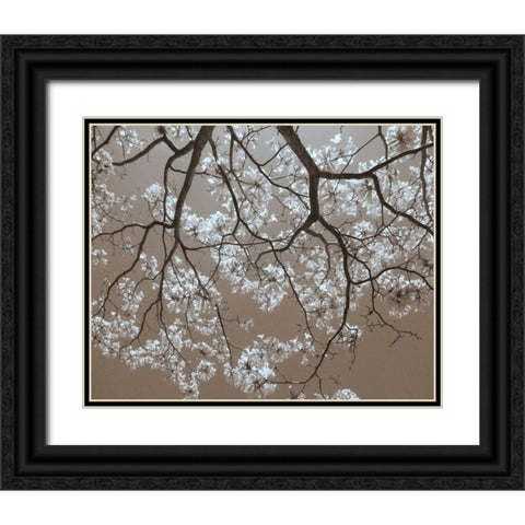 White Blossoms Black Ornate Wood Framed Art Print with Double Matting by Peck, Gail