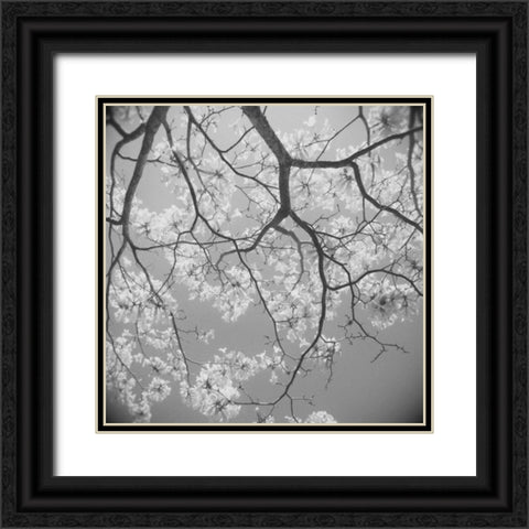 Blossoms on Gray II Black Ornate Wood Framed Art Print with Double Matting by Peck, Gail