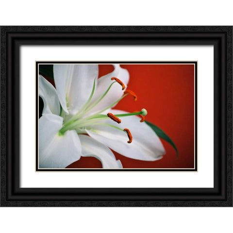 White Lily Black Ornate Wood Framed Art Print with Double Matting by Peck, Gail