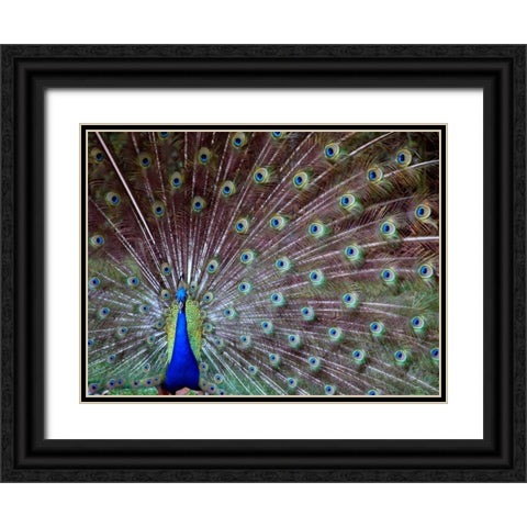 Wild Beauty I Black Ornate Wood Framed Art Print with Double Matting by Peck, Gail