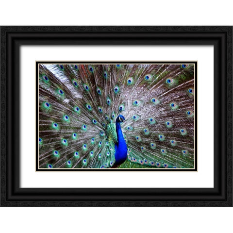 Wild Beauty II Black Ornate Wood Framed Art Print with Double Matting by Peck, Gail
