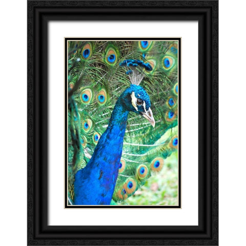 Royally Blue II Black Ornate Wood Framed Art Print with Double Matting by Peck, Gail