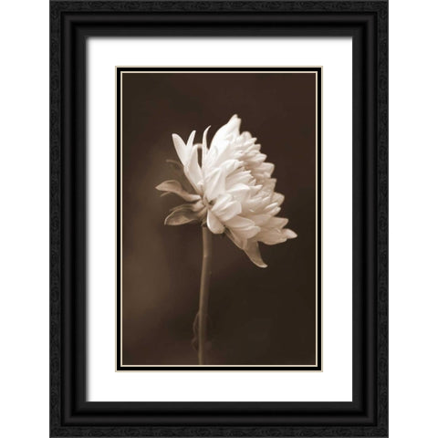 Sepia Flower I Black Ornate Wood Framed Art Print with Double Matting by Peck, Gail