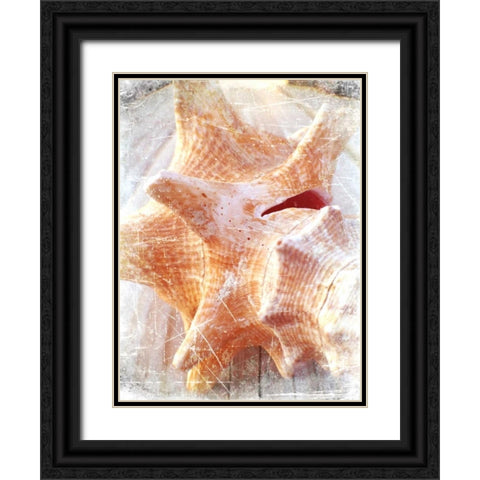 Conch I Black Ornate Wood Framed Art Print with Double Matting by Saghini, Lisa Hill