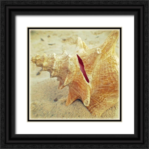 Conch Black Ornate Wood Framed Art Print with Double Matting by Saghini, Lisa Hill