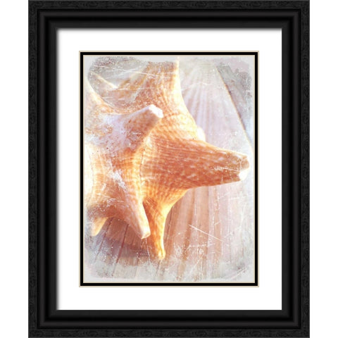 Conch II Black Ornate Wood Framed Art Print with Double Matting by Saghini, Lisa Hill