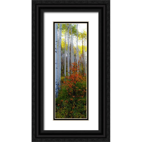 Aspen in the Day I Black Ornate Wood Framed Art Print with Double Matting by Mansfield, Kathy