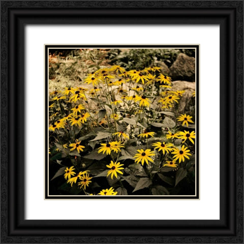 Yellow Daisies Black Ornate Wood Framed Art Print with Double Matting by Nawrocke, Bruce