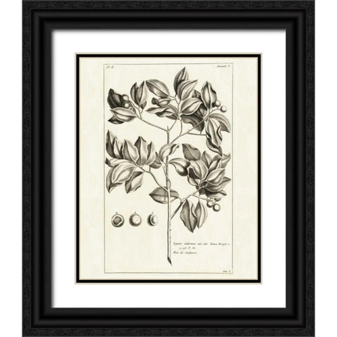Tropical Leaf Study II Black Ornate Wood Framed Art Print with Double Matting by Wild Apple Portfolio